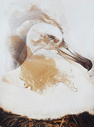 JAMES GRIFFITH - Albatross - Relative, bird, painting, tar, animals, figurative, realism, abstract