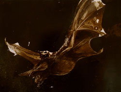 JAMES GRIFFITH - Natural Selection - Bat, painting, tar, animal, abstract