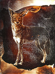 JAMES GRIFFITH - Coyote - Relative, painting, tar, figurative, animal, realism, abstract