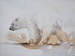 JAMES GRIFFITH - Polar Bear Study #1, painting, tar, animal, studies, realism, abstract