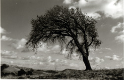 JULIUS SHULMAN - Windswept Tree, Berkeley, 1934