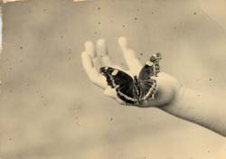 YAMAMOTO MASAO - #1213, photograph, butterfly