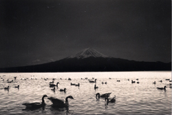 YAMAMOTO MASAO - #1228, photograph, swans, lake, and mountain