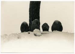 YAMAMOTO MASAO - #1524, photograph, tree and rocks