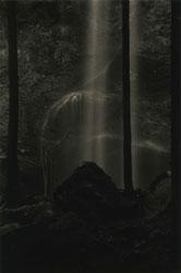 YAMAMOTO MASAO - Kawa #1528, photograph, forrest, light