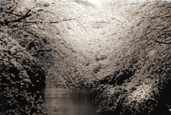 YAMAMOTO MASAO - #1539, photograph, landscape, tree