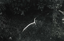 YAMAMOTO MASAO - Kawa #1561, photograph, root, soil