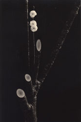 YAMAMOTO MASAO - #1590, photograph, tree limb