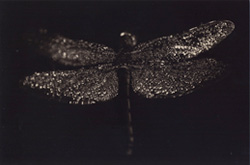 YAMAMOTO MASAO  - #1591, photograph, dragonfly