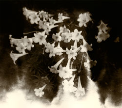 YAMAMOTO MASAO - Kawa #1615, photograph, flowers