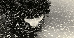 YAMAMOTO MASAO - Kawa #1617, photograph, bird and water