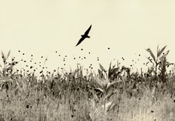 YAMAMOTO MASAO - Kawa #1618, photograph, bird and nature