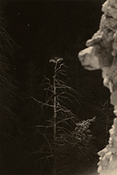 YAMAMOTO MASAO - 1631, bird, forest, photograph, black and white