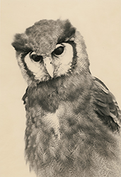 YAMAMOTO MASAO - 1638, bird, photograph, black and white