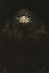 YAMAMOTO MASAO - 1649, bird, photograph, black and white