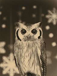 YAMAMOTO MASAO - 1654, bird, photograph, black and white