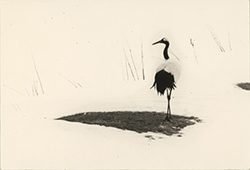 YAMAMOTO MASAO - 1655, bird, photograph, black and white