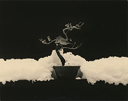 YAMAMOTO MASAO - #1675, bird, tree, black and white, photograph, scroll