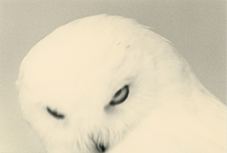 YAMAMOTO MASAO - 1682, bird, photograph, black and white