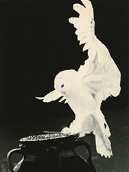 YAMAMOTO MASAO - 1850, bird, photograph, black and white