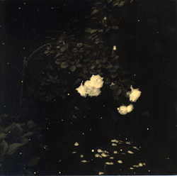 YAMAMOTO MASAO - #288, photograph, flowers