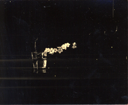 YAMAMOTO MASAO - #43, photograph, flower and glass