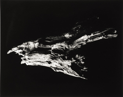 YAMAMOTO MASAO - Shizuka #3010 Dragon Head, photograph