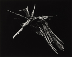 YAMAMOTO MASAO - Shizuka #3005 Pegasus, photograph