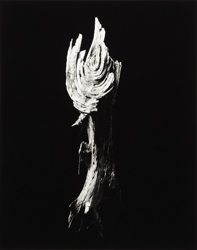 YAMAMOTO MASAO - Shizuka #3009 Torch, photograph