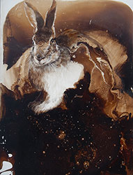 JAMES GRIFFITH - Rabbit in Starlight, painting, tar, animal, studies, rabbit, realism, abstract