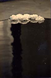 YAMAMOTO MASAO - #1100, photograph, blossoms and water