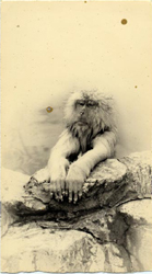 YAMAMOTO MASAO - #1256, photograph, monkey