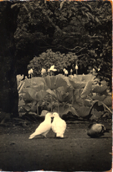 YAMAMOTO MASAO - #1382, photograph, birds and foliage