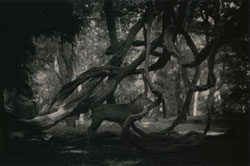 YAMAMOTO MASAO - Kawa #1546, photograph, elk, tree