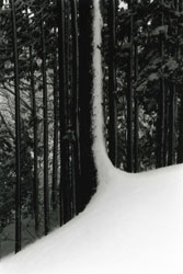 YAMAMOTO MASAO - Kawa #1547, photograph, snow, tree