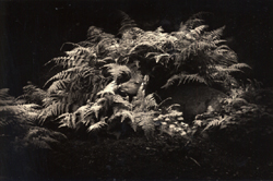 YAMAMOTO MASAO - #1562, photograph, foliage