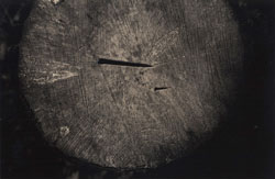 YAMAMOTO MASAO - #1571, photograph, tree trunk