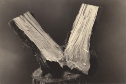 YAMAMOTO MASAO - #1595, photograph, log