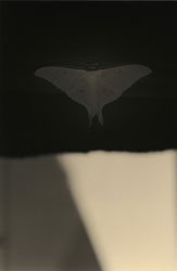 YAMAMOTO MASAO - Kawa #1597, photograph, moth