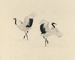 YAMAMOTO MASAO - 1656, bird, photograph, black and white