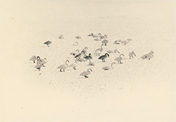 YAMAMOTO MASAO - 1663, bird, photograph, black and white