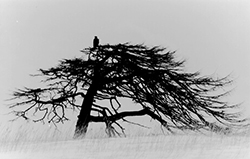 YAMAMOTO MASAO - 1668, bird, tree, photograph, black and white