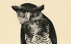 YAMAMOTO MASAO - 1681, bird, photograph, black and white