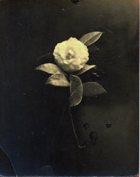 YAMAMOTO MASAO - #40, photograph, flower